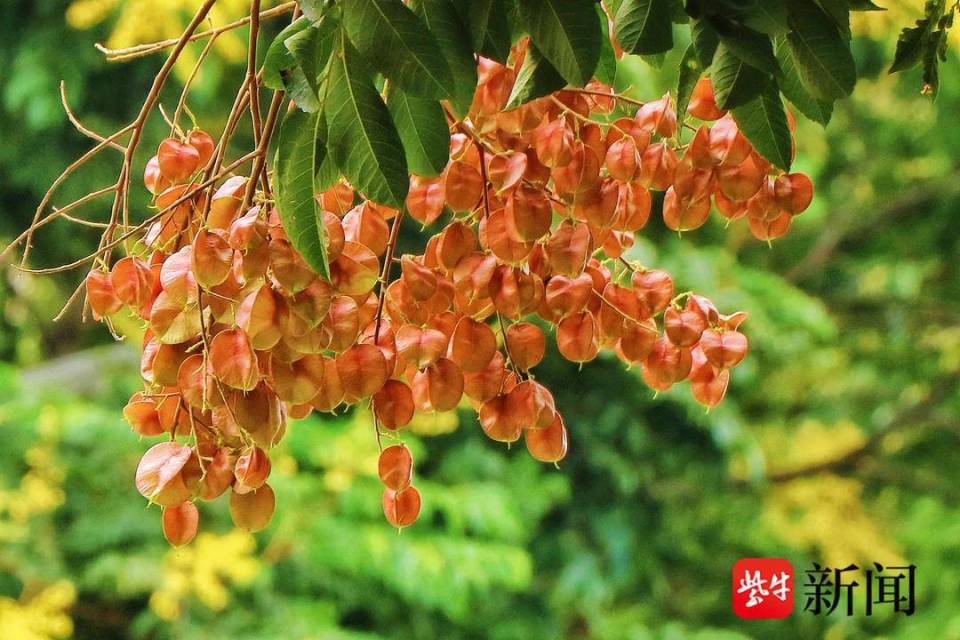 花容悦貌｜南京栾树花开，摇落“金雨”报秋来_腾讯新闻