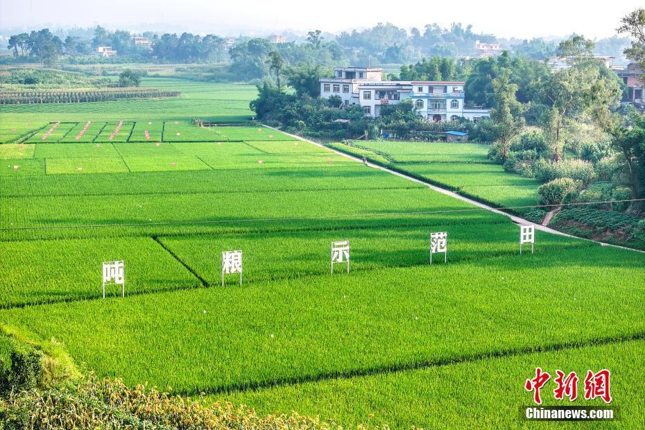 四川合江:"丰景"如画好年景