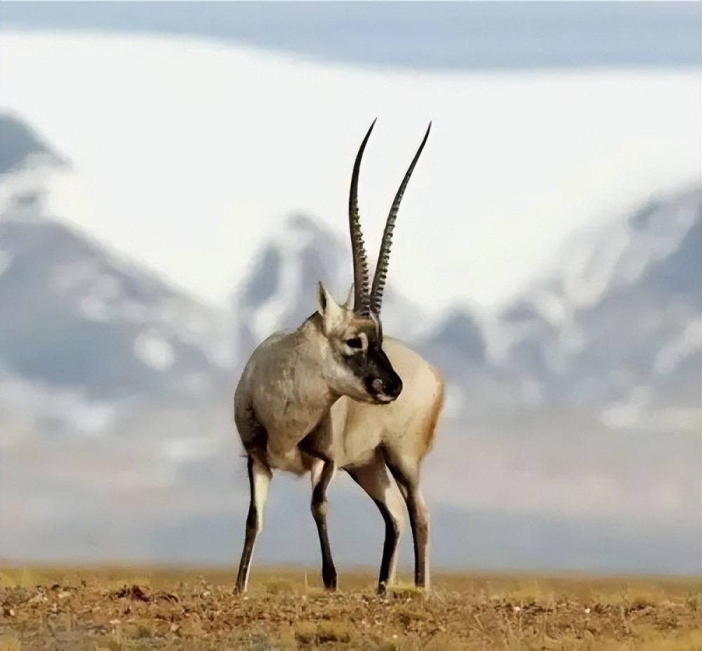 未经批准擅自进入色林措自然保护区并追赶藏羚羊9人被罚