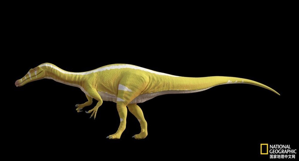 早期棘龙遗骸揭秘了一个非凡恐龙时代的崛起