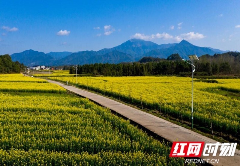 平江县加义镇:科技"慧"种田 春耕跑出"加速度"