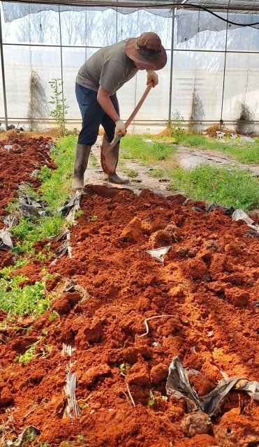特色农业中魔芋产业品种单一,繁殖系数低,易感软腐病等"卡脖子"问题