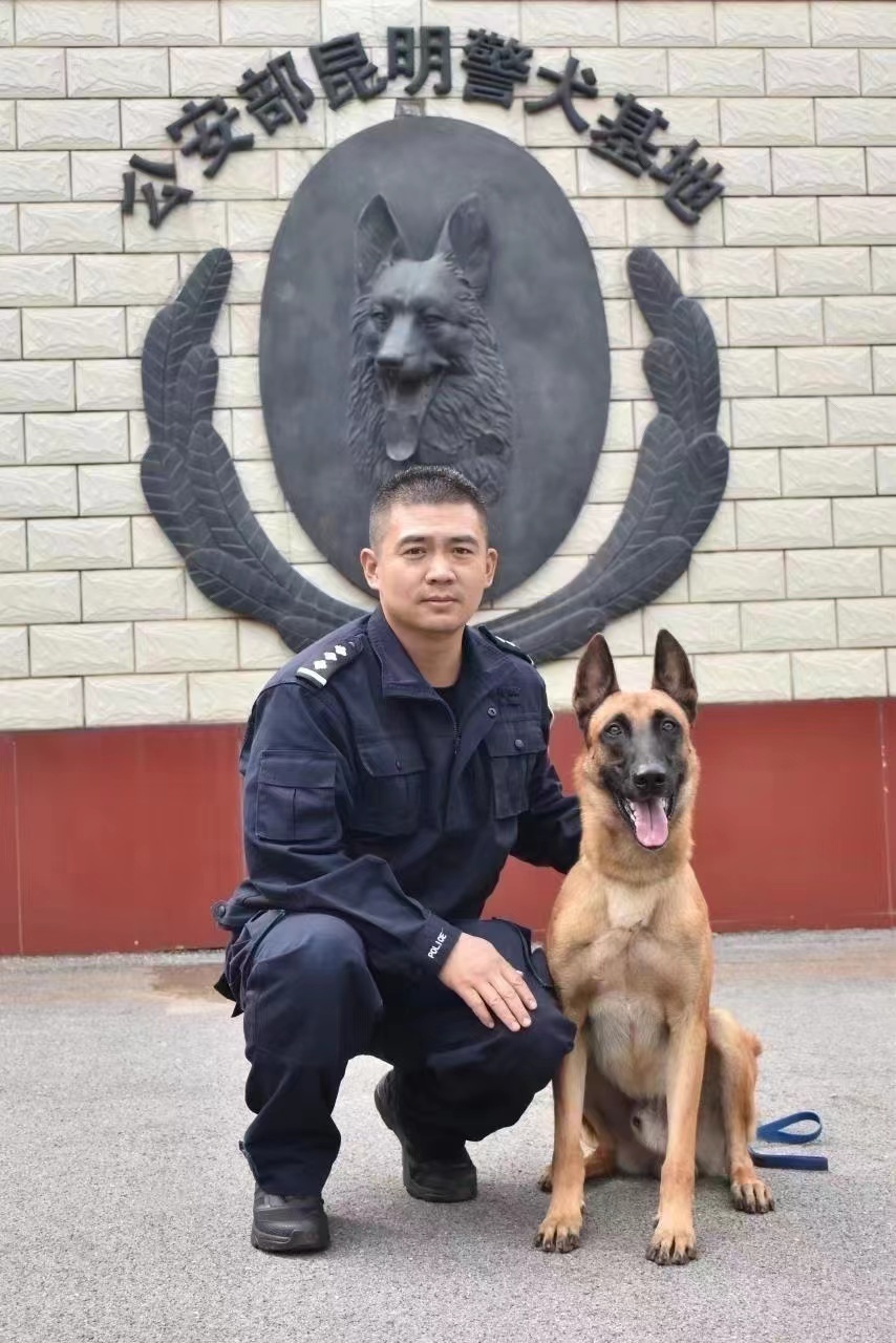 聪明戍边警犬能听懂多种语言口令