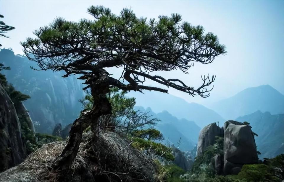 “南山不老松”原来真实存在，千百年保持不变，见者增福长寿_腾讯新闻