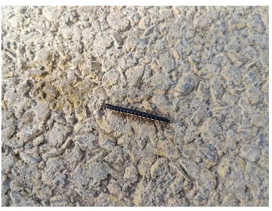 12345我们来帮你 | 公园惊现"多腿虫"吓坏市民