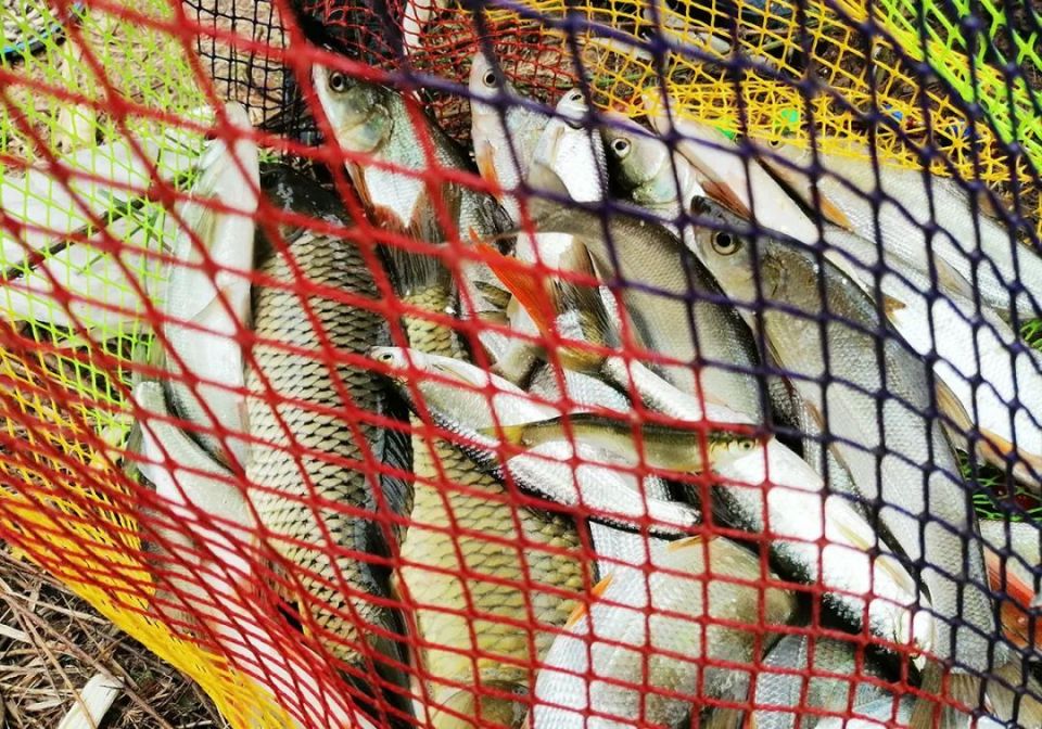 村民捕了一条鲤鱼被判刑!法官:非法捕捞入罪标准不在渔获多少