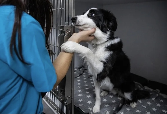 宠物寄养需求旺新业态亟待新规范时评