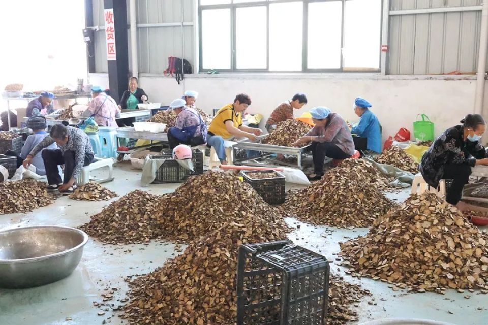 中药材初加工