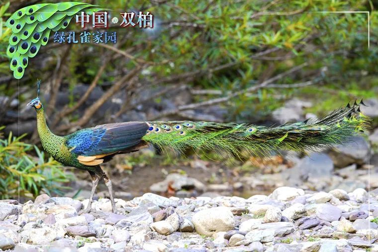六,雌雄绿孔雀:雌雄鸟颜色同样鲜