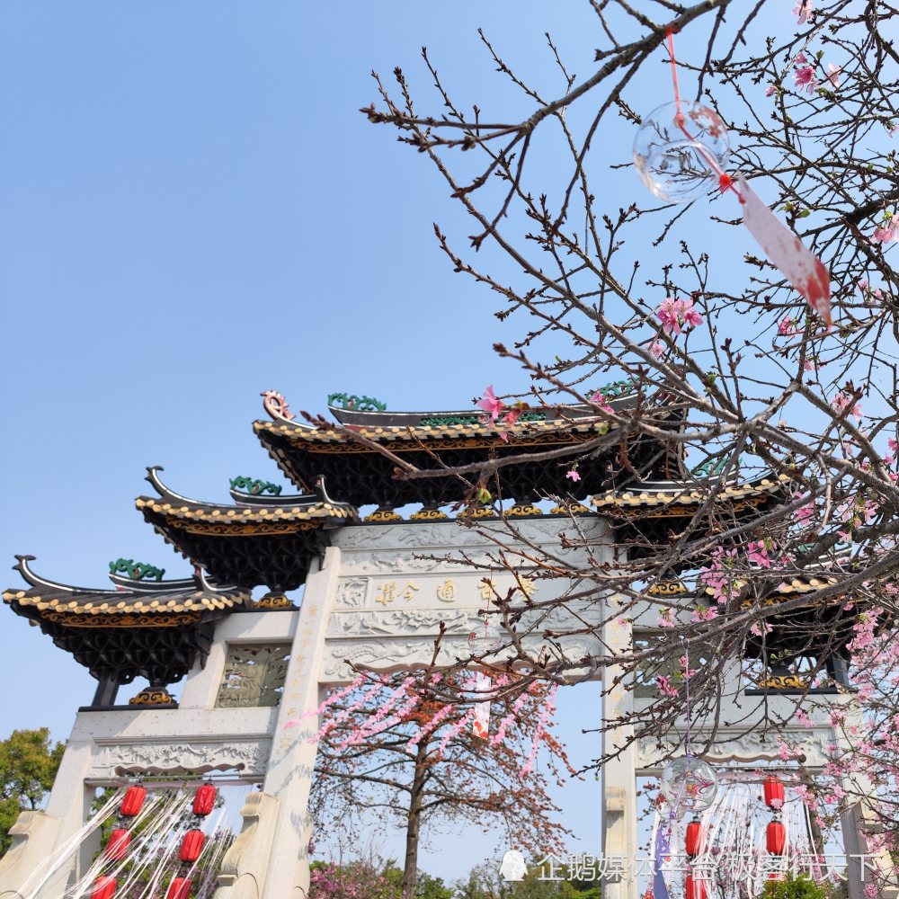 宝墨园的樱花已开好,快来赴一场樱缘群仙会