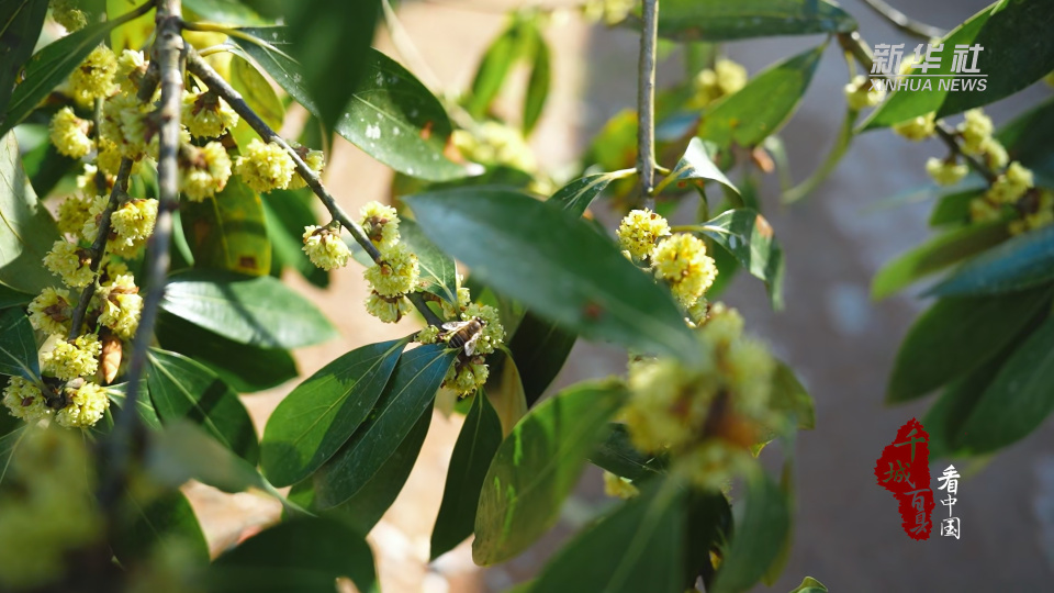 千城百县看中国湖北鹤峰500年古楠木绽新颜