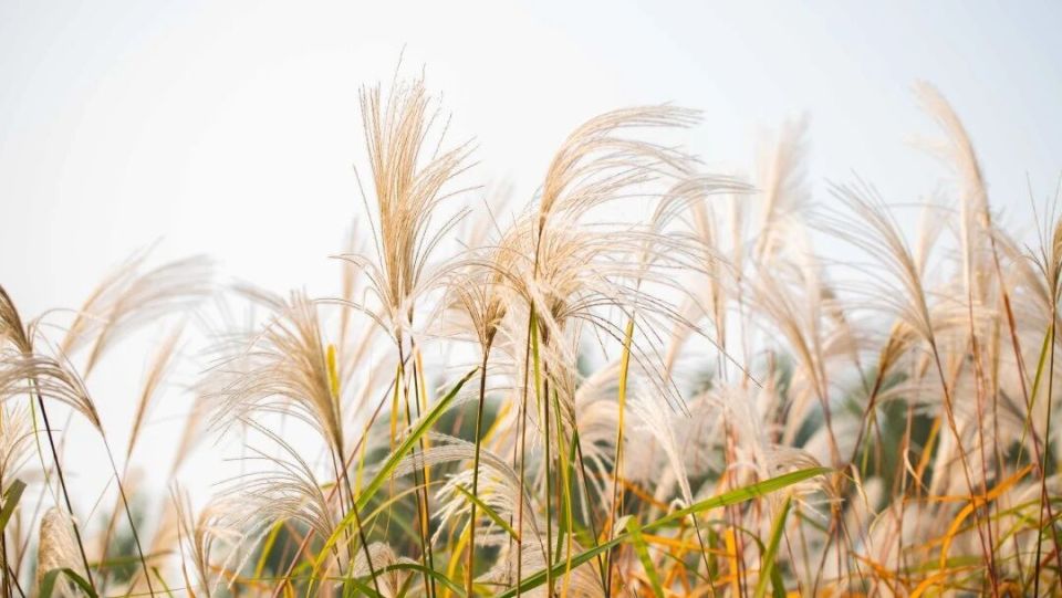 芦苇、芦竹、蒲苇、荻、芒？洱海边的到底是啥?_腾讯新闻