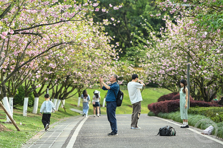 3月29日,在春日阳光的沐浴下,重庆园博园樱花大道上的樱花已全面盛开