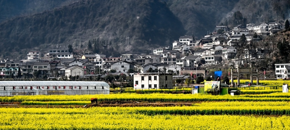 市县两级联动报道丨息烽县鹿窝村:油菜花开满地金