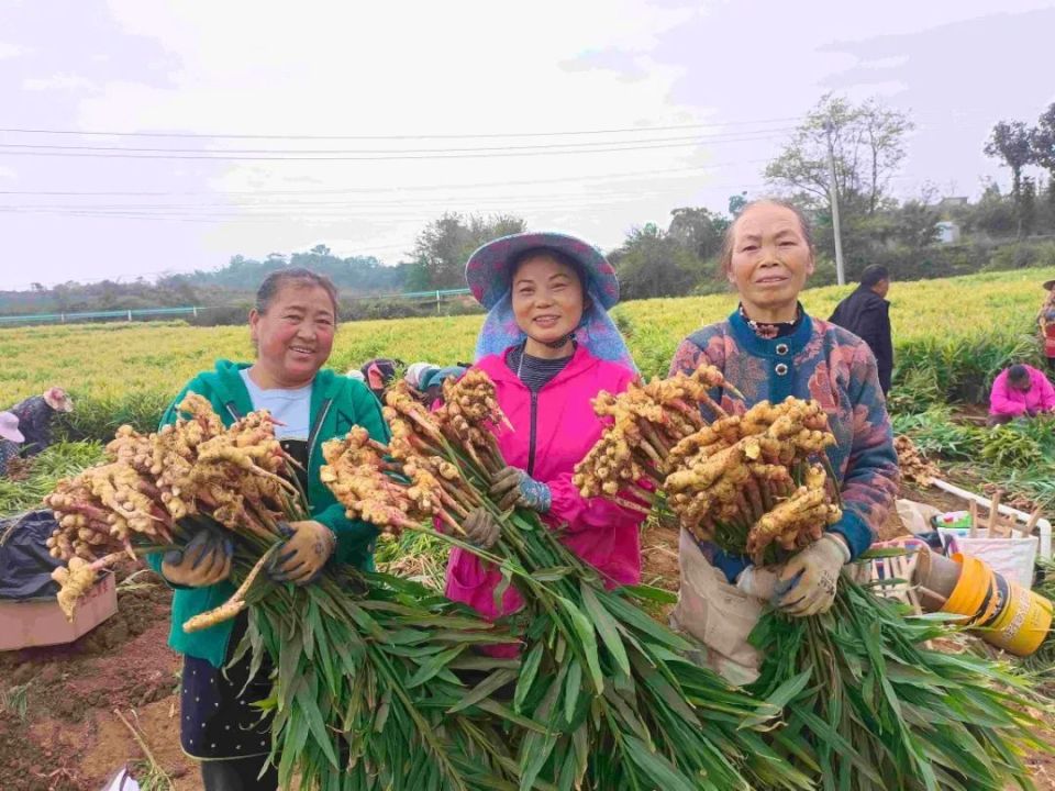[南方生姜网-图片加载]