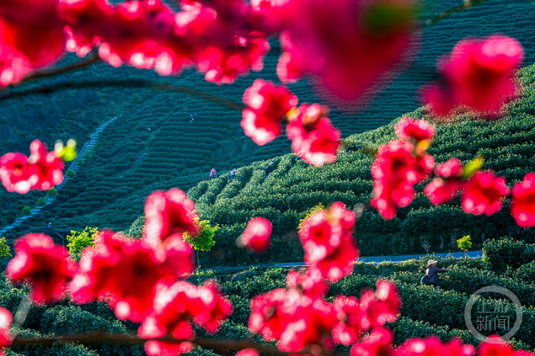 南川水土治理茶香满园