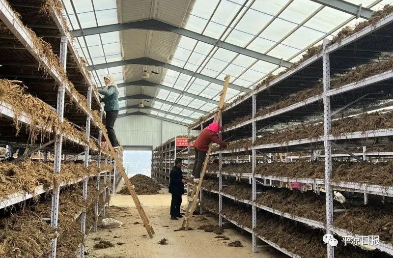 强信心 看发展丨让中医中药之树绽放璀璨生命之花