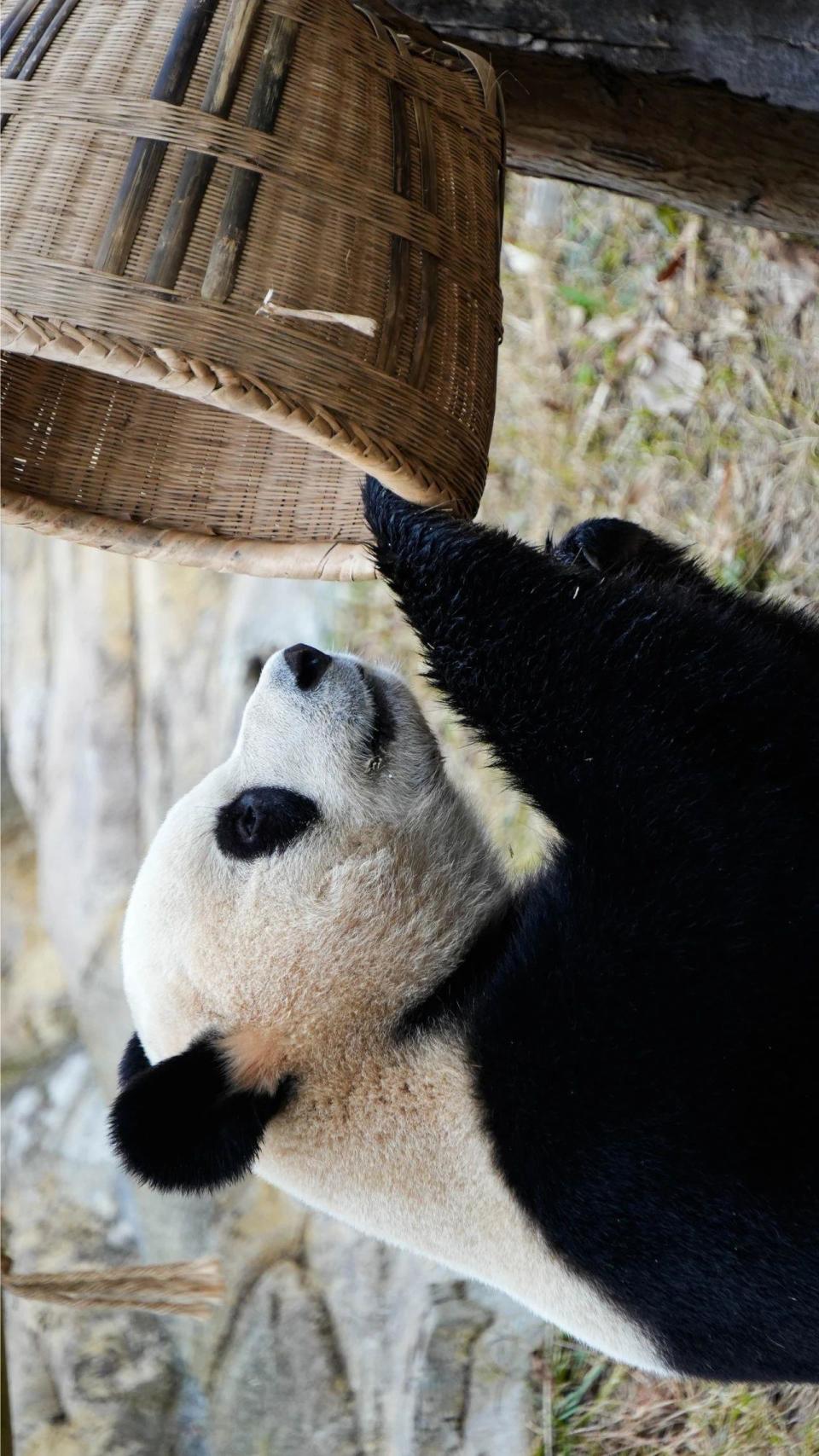 熊猫图片真实照片全身图片