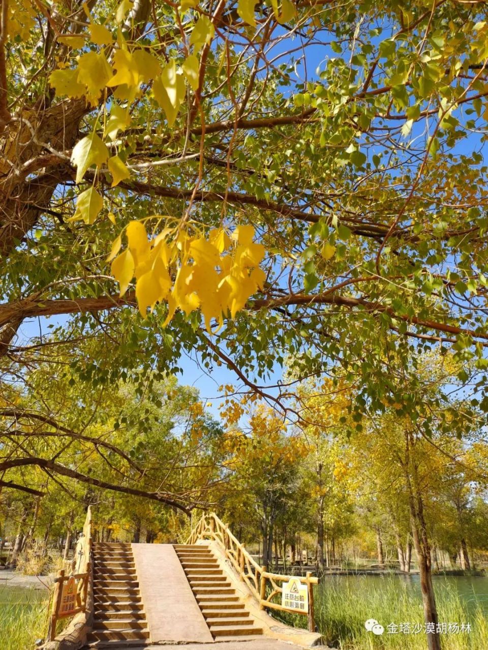 金塔沙漠胡杨林旅游最佳观赏期来啦!_腾讯新闻