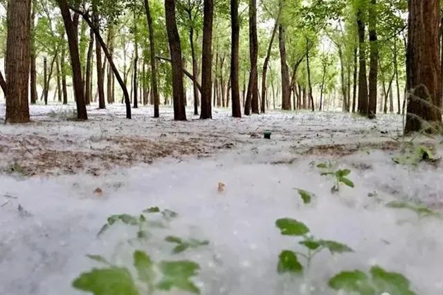 又到杨柳絮纷飞时,当心白雪变火海!