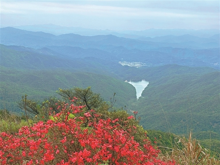 大山乸森林公园,南大山森林公园,称砣顶森林公园,通天蜡烛森林公园