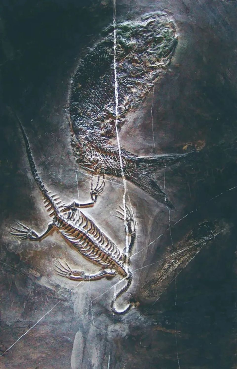 记录远古地质故事兴义世界地质公园里的贵州龙