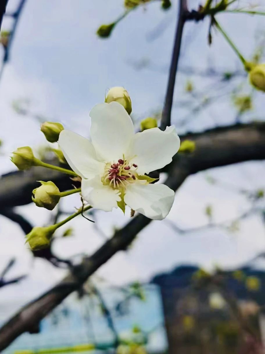 新津梨花村图片