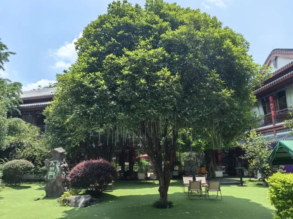 玩出新花样!桂林版"绿野仙踪"走红网络