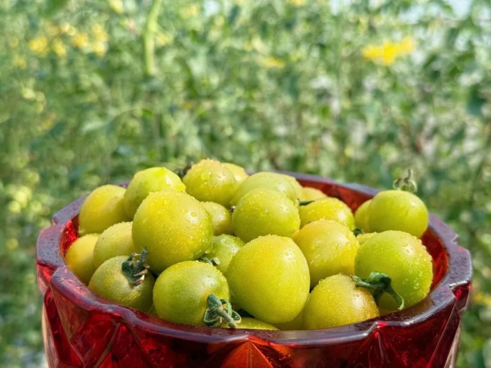 毛家弄村,成立于2018年7月,主要从事蔬果的种植与销售,常年种植绿叶蔬