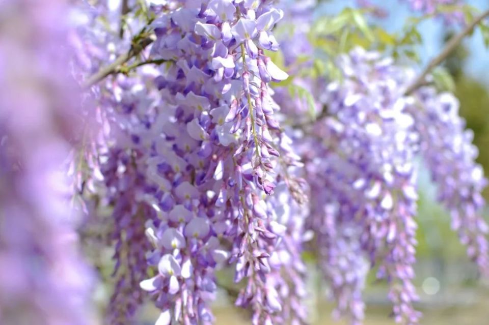 紫色木香花图片