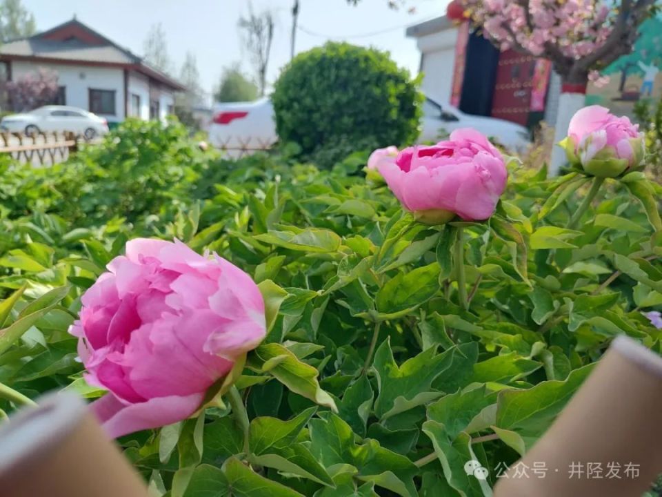 春天里的井陉洛阳村里牡丹香