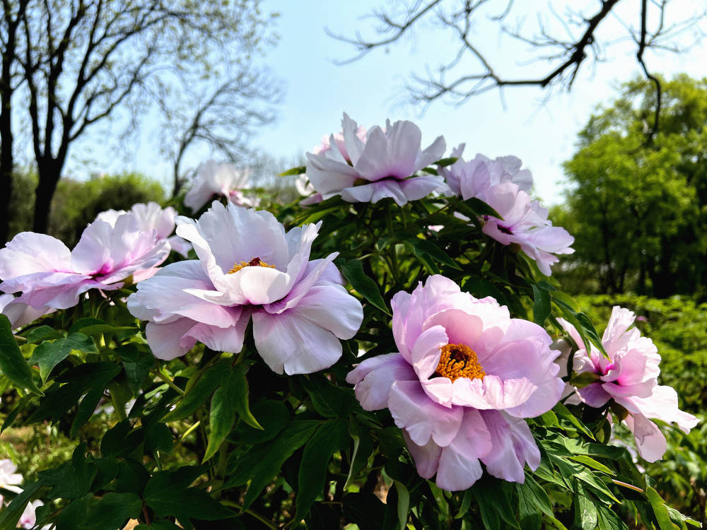 组图丨济南泉城公园:春光烂漫 百花争艳