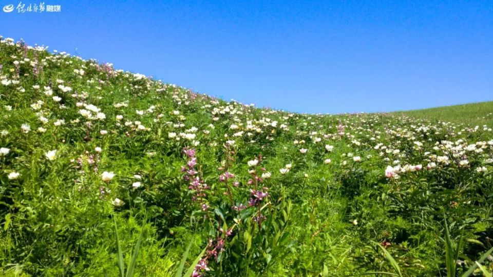 谷有一个因满山开满芍药花贺斯格乌拉牧场北约26公里处在锡林郭勒盟