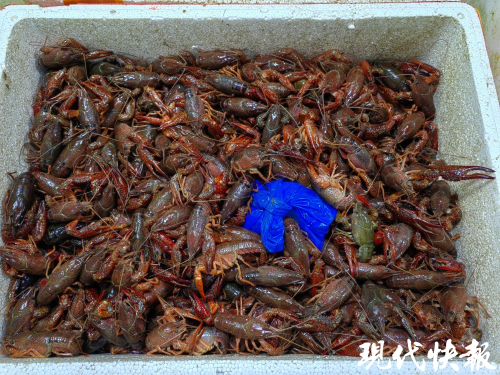 批发价跌破10元/斤!南京小龙虾比去年同期降价两三成