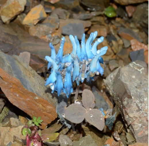 考眼力这些超会伪装的动植物你能找出几个
