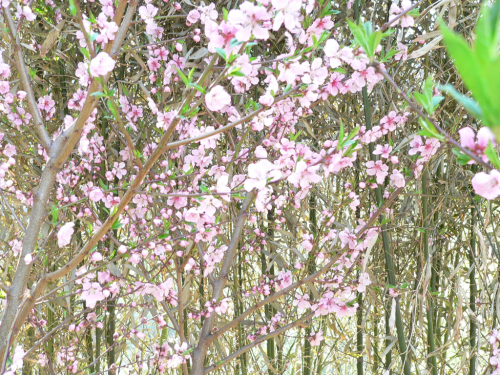 山姜花（山姜花花语?） 第12张