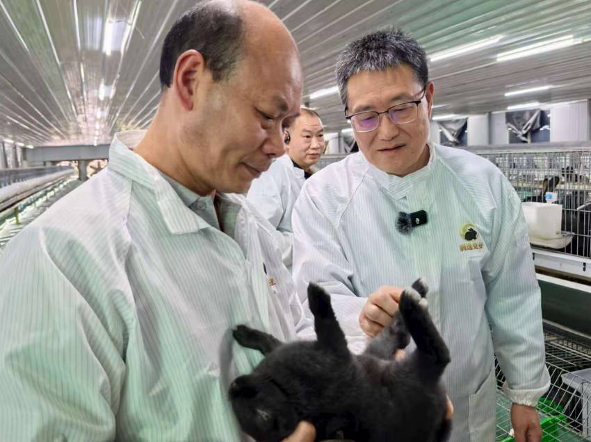天府黑兔：首个国产黑兔新品种的突围_腾讯新闻