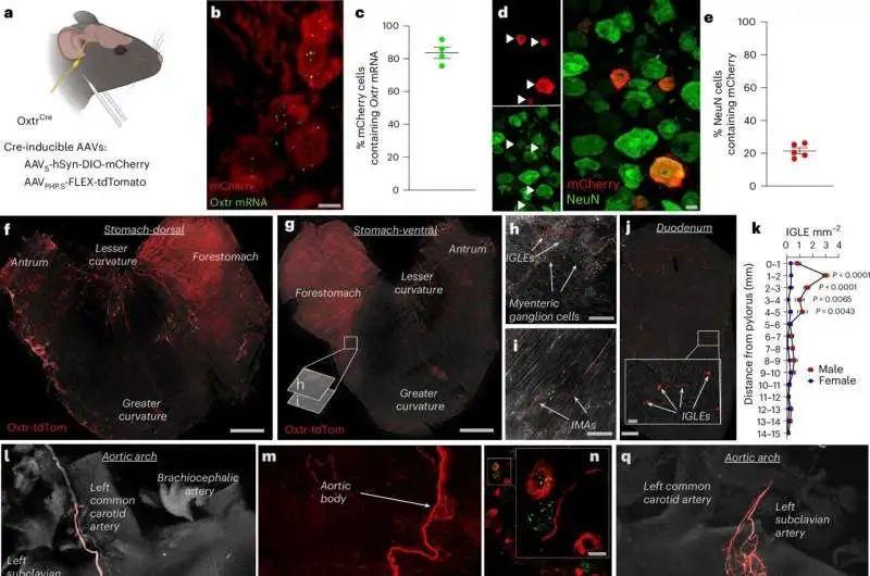 为什么kj更能刺激自己追问daily ｜ 5%神经连接决定95%大脑效率；吃饭快慢谁控制？50英镑3小时造显微镜_https://www.jmylbn.com_新闻资讯_第4张