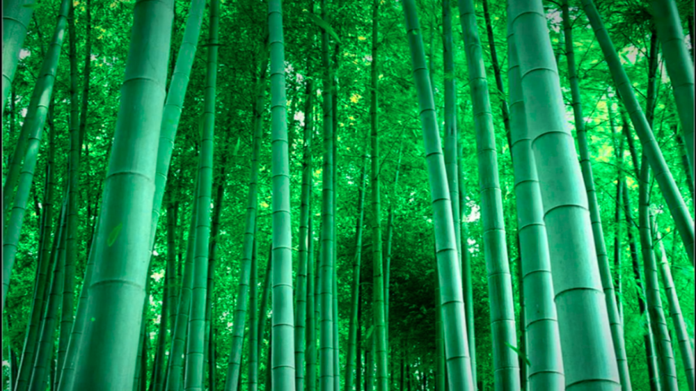 绿荫树浓, 烂漫夏日,宁国快乐的打卡点