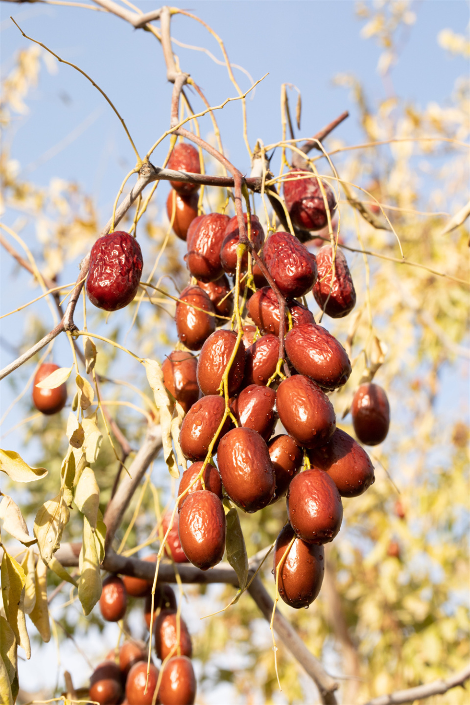 红枣前些年被炒到上百