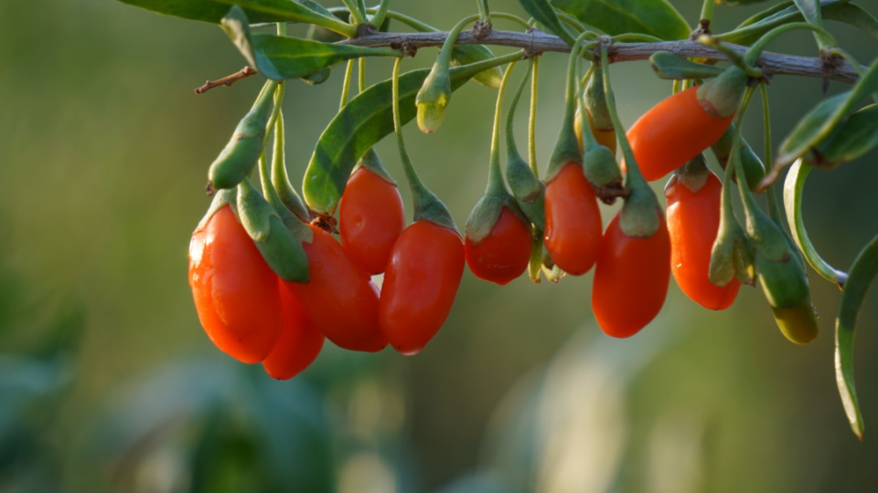 宁夏北部是辽阔的银川平原,腾格里沙漠,毛乌素沙漠,乌兰布和沙漠从西