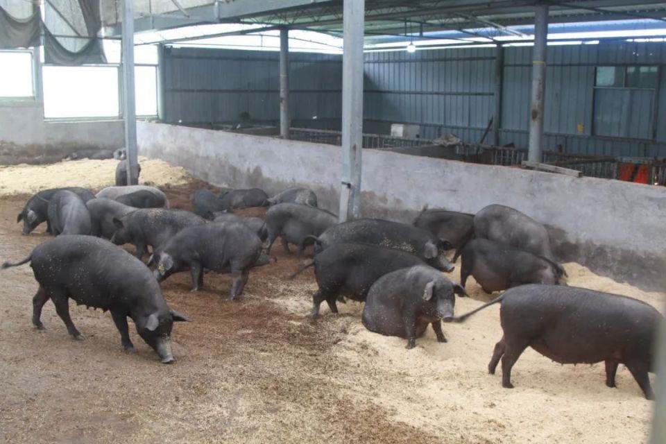 大方县大山乡:生态养殖雷香猪 铺就美好致富路_腾讯新闻