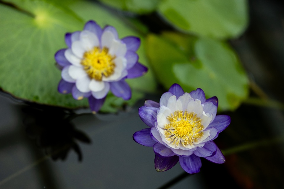 世界最小睡莲,花径只有一厘米