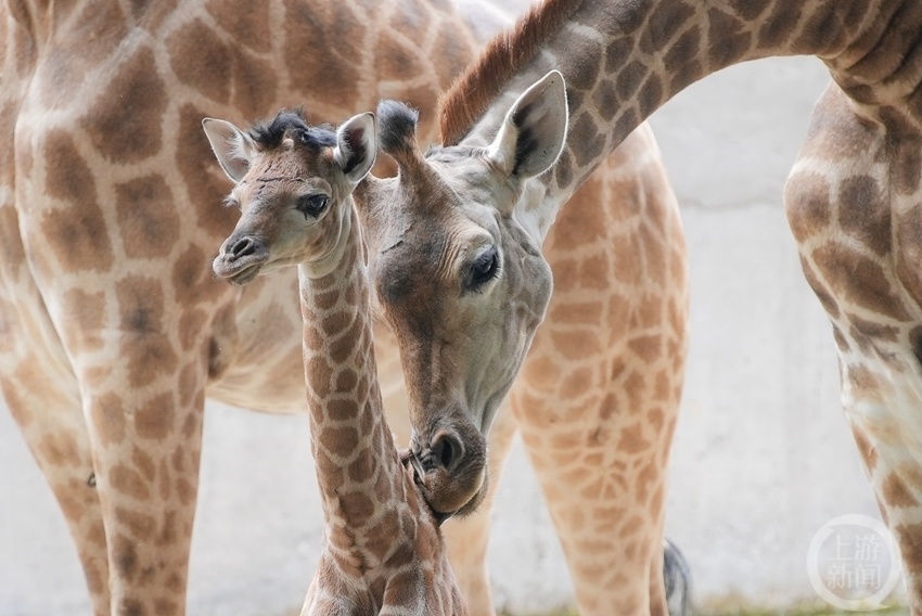 在2023年的母亲节即将到来之际,重庆永川乐和乐都动物主题乐园的不少