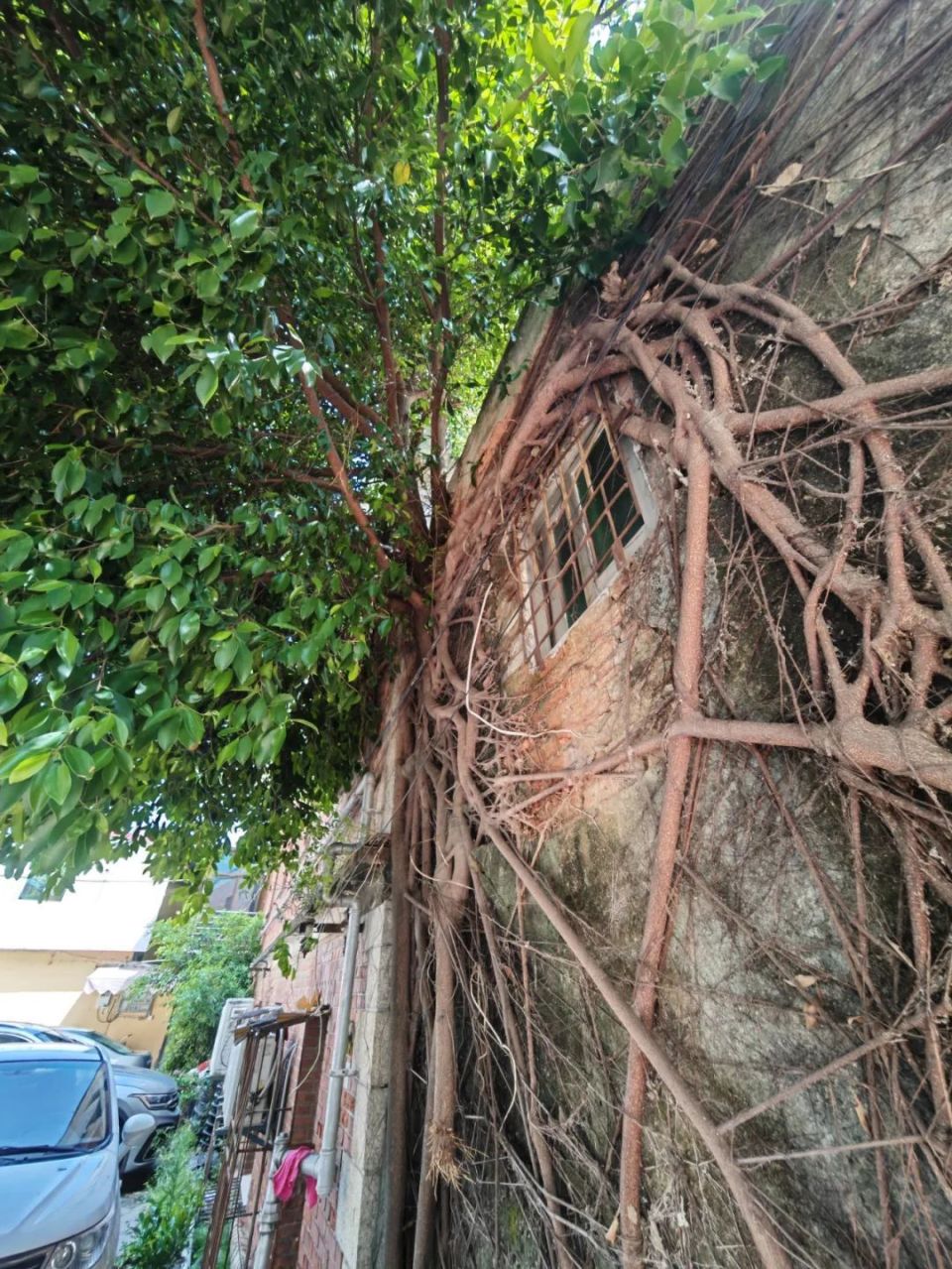 角美,有一棵"树坚强"!