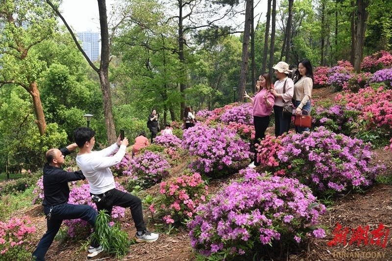 杜鹃园里春光好