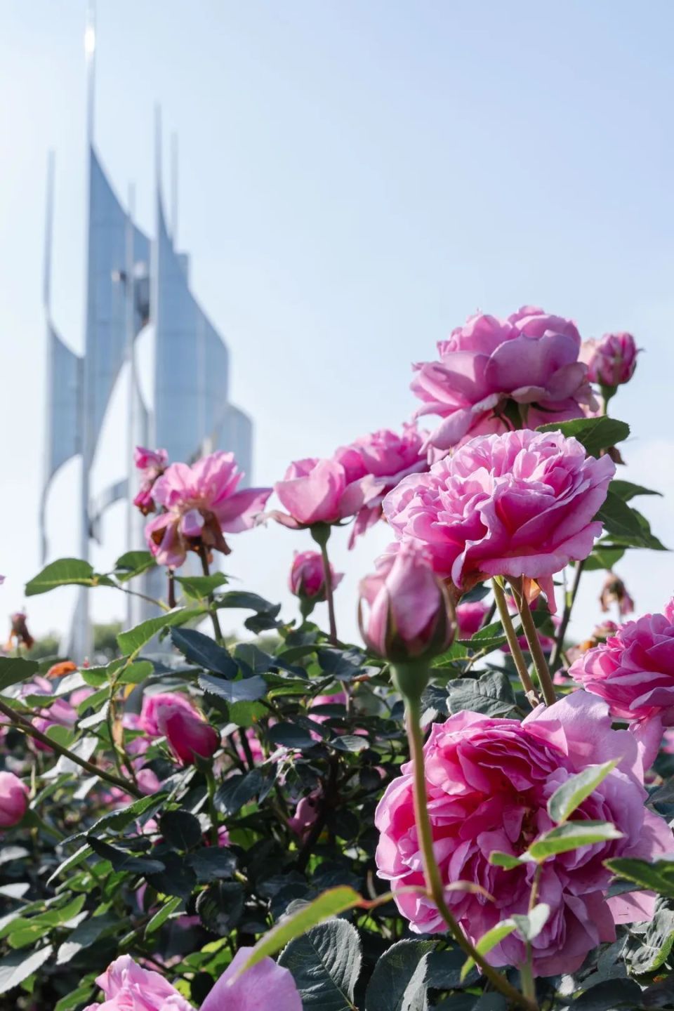 【分享】道路绿地内月季盛放,来奉贤打卡吗?