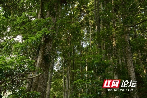 Hello 树先生！怀化摄友们发现野生楠木群落 树龄达400年以上_腾讯新闻