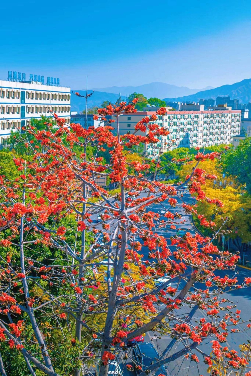 多图丨攀枝花的攀枝花进入盛放期!