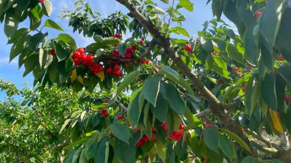 烟台大樱桃新鲜上市,甜蜜爆汁!